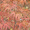 Acer Palmatum - Aka-Shigosan