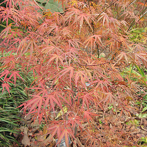 Acer Palmatum 'Aka-Shigosan'