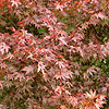 Acer Palmatum - Ashurst Wood