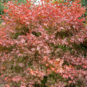 Acer Palmatum 'Ashurst Wood'