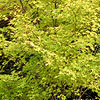 Acer Palmatum - Beni-Kawa