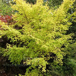 Acer Palmatum 'Beni-Kawa'