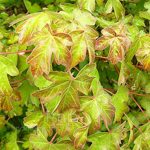 Acer Campestre - Field Maple