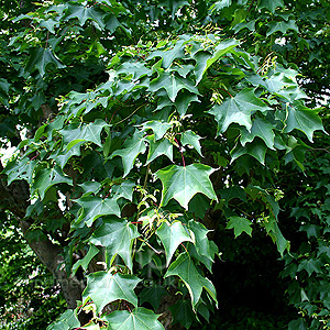 Acer Cappadocicum - Cappadocian Maple