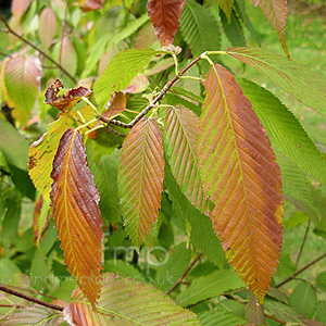 Acer Carpinifolium