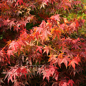 Acer Palmatum 'Coreanum'