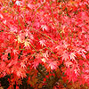 Acer Palmatum - Dormansland