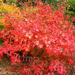 Acer Palmatum 'Dormansland'