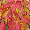 Acer Palmatum - Elegans