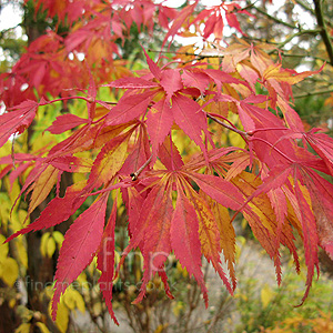 Acer Palmatum 'Elegans'