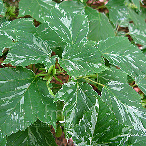 Acer  Rufinerve 'Hatsuyuki'