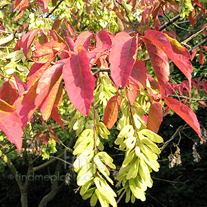 Acer Henryi