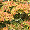 Acer Palmatum - Heptalobum