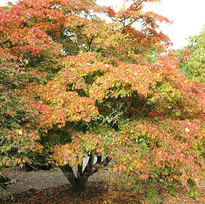 Acer Palmatum 'Heptalobum'