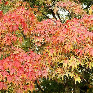 Acer Palmatum 'Heptalobum'