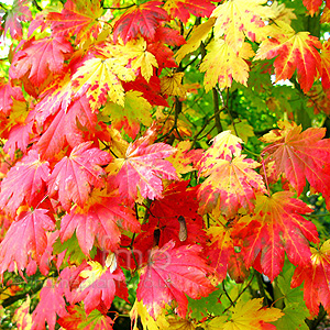 Acer Japonicum