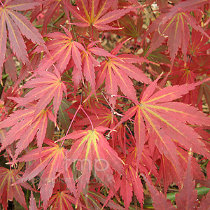 Acer Palmatum 'Matsukaze'