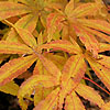 Acer Japonicum - O-Isamo