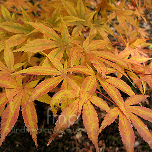 Acer Japonicum 'O-Isamo'