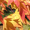 Acer  Palmatum