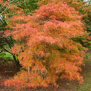 Acer Palmatum 'Kinshi'