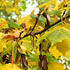 Acer  Platanoides