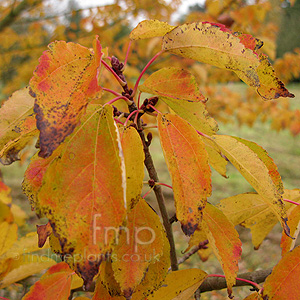 Acer Pycanthum