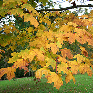 Acer Saccharum - Sugar Maple