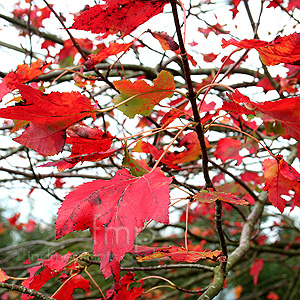 Acer  Rubrum 'Schlesingeri' - Red Maple