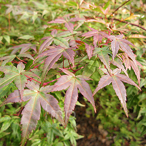 Acer Palmatum 'Shishio Improved'