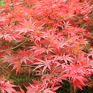 Acer  Palmatum 'Shojo-Shidare'