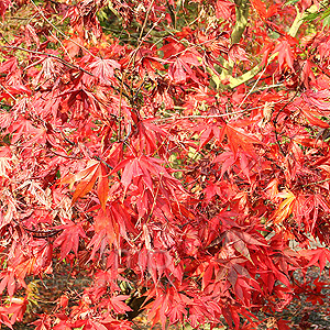 Acer Palmatum 'Takinogawa'