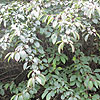 Amelanchier Alnifolia
