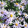 Aster X Fricartii - Monch