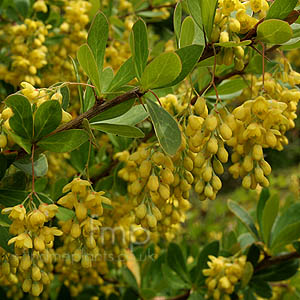 Berberis Aristata - Berberis