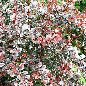 Berberis Thunbergii 'Atropurpurea' - Barberry