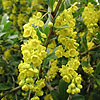 Berberis Floribunda