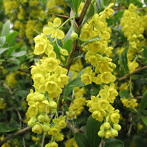 Berberis Floribunda - Berberis