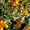 Berberis Lologensis - Apricot Queen