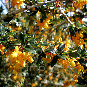 Berberis Lologensis 'Apricot Queen' - Berberis