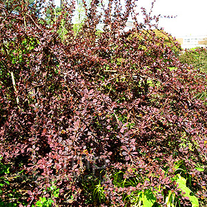 Berberis Ottawensis 'Superba' - Barberry, Berberis