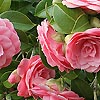 Camellia Japonica - Mrs Tingley