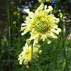 Cephalaria Gigantea - Giant Scabious