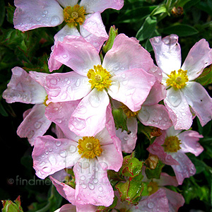 Cistus 'Greyswood Pink'