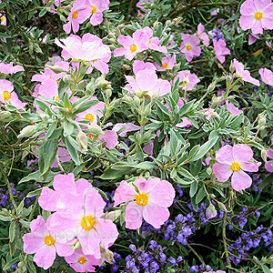 Cistus X Bornetianus Jester - Rock Rose