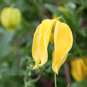 Clematis Helios