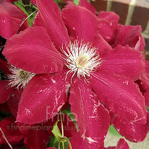 Clematis 'Rebecca'