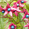 Clerodendrum Trichotomum - Fargesii