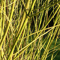 Cornus Stolonifera 'Flaviramea'