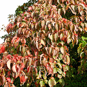 Cornus Kousa chinensis - Dogwood